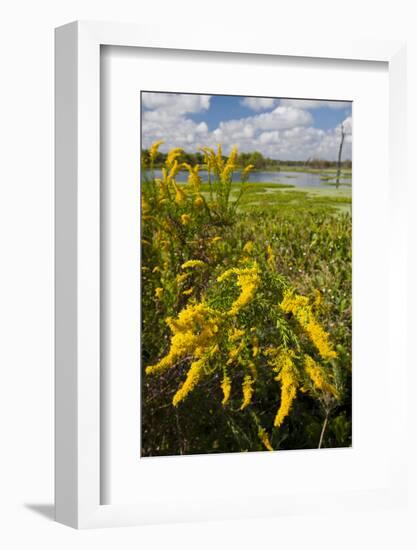 Goldenrod at Edge of Marsh in Brazos Bend State Park Near Houston, Texas, USA-Larry Ditto-Framed Photographic Print