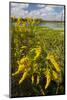 Goldenrod at Edge of Marsh in Brazos Bend State Park Near Houston, Texas, USA-Larry Ditto-Mounted Photographic Print