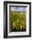 Goldenrod at Edge of Marsh in Brazos Bend State Park Near Houston, Texas, USA-Larry Ditto-Framed Photographic Print