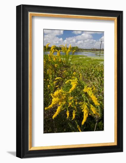 Goldenrod at Edge of Marsh in Brazos Bend State Park Near Houston, Texas, USA-Larry Ditto-Framed Photographic Print