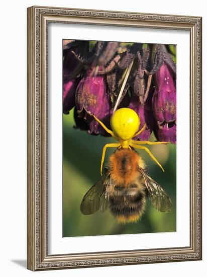 Goldenrod Crab Spider, Yellow, Female with Prey, Bumblebee, Blossom-Harald Kroiss-Framed Photographic Print