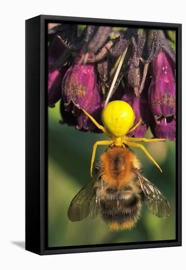 Goldenrod Crab Spider, Yellow, Female with Prey, Bumblebee, Blossom-Harald Kroiss-Framed Premier Image Canvas