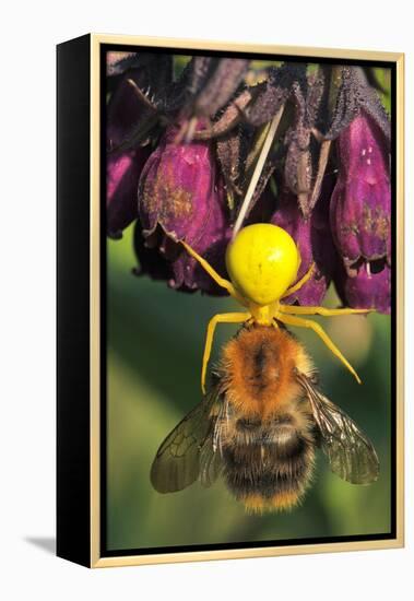 Goldenrod Crab Spider, Yellow, Female with Prey, Bumblebee, Blossom-Harald Kroiss-Framed Premier Image Canvas