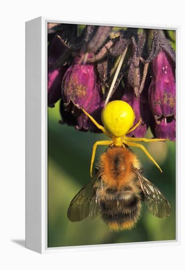 Goldenrod Crab Spider, Yellow, Female with Prey, Bumblebee, Blossom-Harald Kroiss-Framed Premier Image Canvas