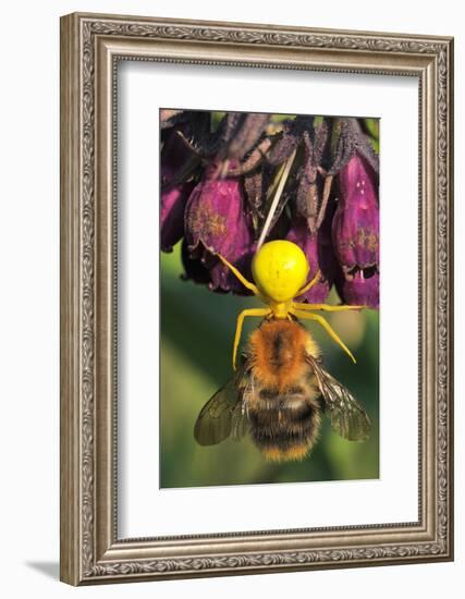 Goldenrod Crab Spider, Yellow, Female with Prey, Bumblebee, Blossom-Harald Kroiss-Framed Photographic Print