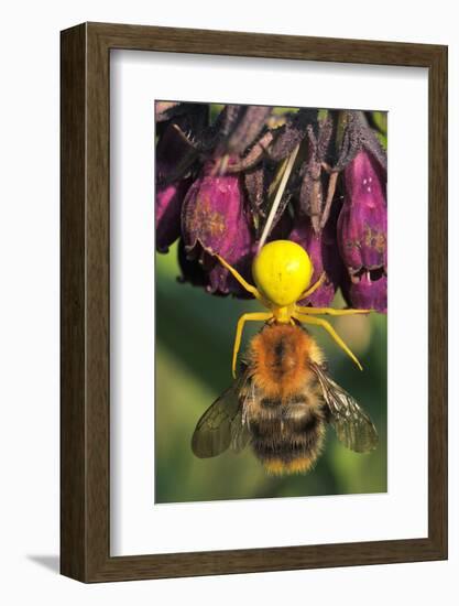 Goldenrod Crab Spider, Yellow, Female with Prey, Bumblebee, Blossom-Harald Kroiss-Framed Photographic Print