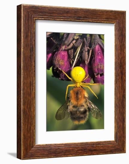 Goldenrod Crab Spider, Yellow, Female with Prey, Bumblebee, Blossom-Harald Kroiss-Framed Photographic Print