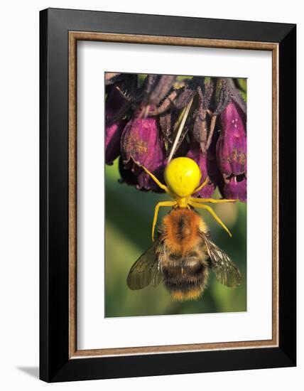 Goldenrod Crab Spider, Yellow, Female with Prey, Bumblebee, Blossom-Harald Kroiss-Framed Photographic Print