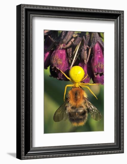 Goldenrod Crab Spider, Yellow, Female with Prey, Bumblebee, Blossom-Harald Kroiss-Framed Photographic Print