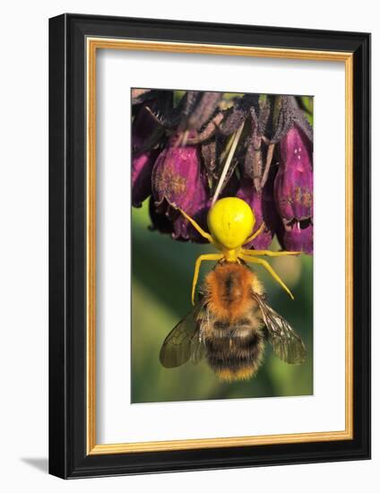 Goldenrod Crab Spider, Yellow, Female with Prey, Bumblebee, Blossom-Harald Kroiss-Framed Photographic Print