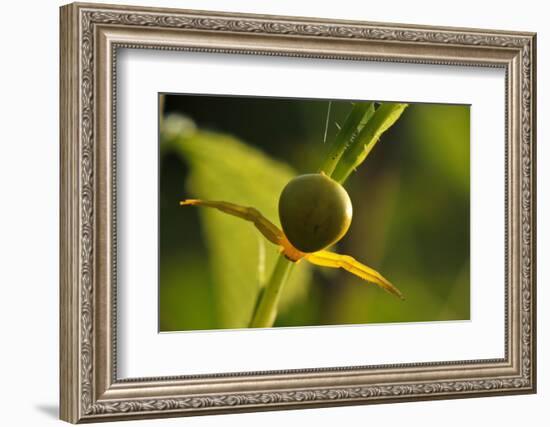 Goldenrod Crab Spider, Yellow, Female-Harald Kroiss-Framed Photographic Print