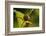 Goldenrod Crab Spider, Yellow, Female-Harald Kroiss-Framed Photographic Print