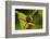 Goldenrod Crab Spider, Yellow, Female-Harald Kroiss-Framed Photographic Print