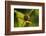 Goldenrod Crab Spider, Yellow, Female-Harald Kroiss-Framed Photographic Print