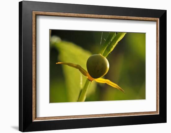 Goldenrod Crab Spider, Yellow, Female-Harald Kroiss-Framed Photographic Print