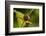 Goldenrod Crab Spider, Yellow, Female-Harald Kroiss-Framed Photographic Print