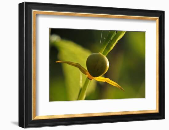 Goldenrod Crab Spider, Yellow, Female-Harald Kroiss-Framed Photographic Print