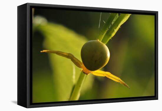 Goldenrod Crab Spider, Yellow, Female-Harald Kroiss-Framed Premier Image Canvas