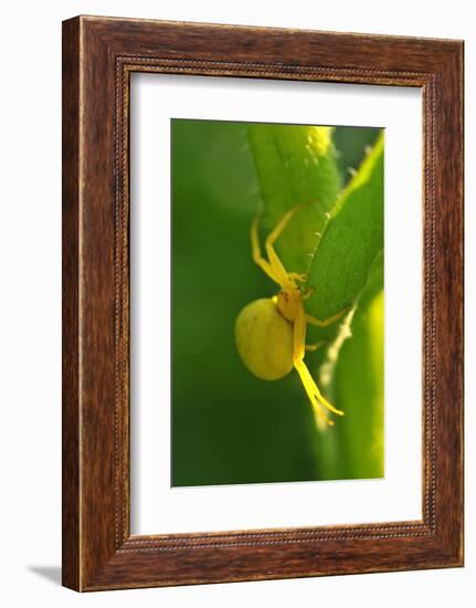 Goldenrod Crab Spider, Yellow, Female-Harald Kroiss-Framed Photographic Print