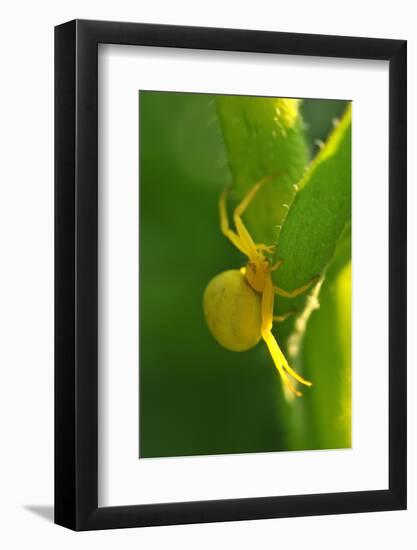 Goldenrod Crab Spider, Yellow, Female-Harald Kroiss-Framed Photographic Print