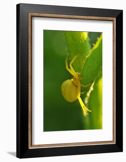 Goldenrod Crab Spider, Yellow, Female-Harald Kroiss-Framed Photographic Print