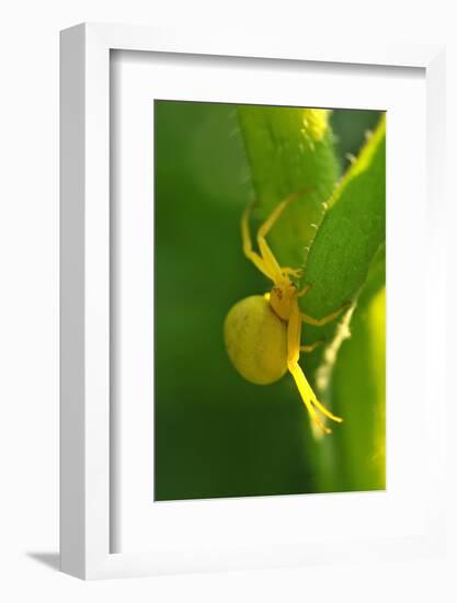 Goldenrod Crab Spider, Yellow, Female-Harald Kroiss-Framed Photographic Print