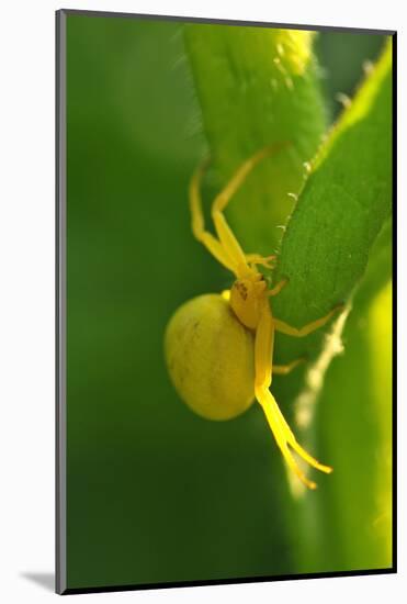 Goldenrod Crab Spider, Yellow, Female-Harald Kroiss-Mounted Photographic Print