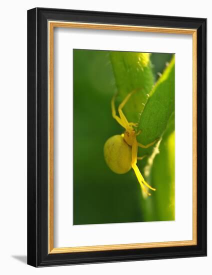 Goldenrod Crab Spider, Yellow, Female-Harald Kroiss-Framed Photographic Print