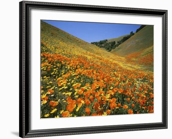 Goldfields and California Poppies, Tehachapi Mountains, California, USA-Charles Gurche-Framed Photographic Print