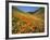 Goldfields and California Poppies, Tehachapi Mountains, California, USA-Charles Gurche-Framed Photographic Print