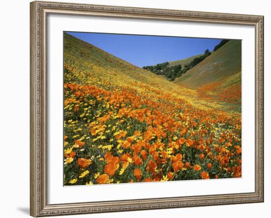 Goldfields and California Poppies, Tehachapi Mountains, California, USA-Charles Gurche-Framed Photographic Print