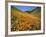 Goldfields and California Poppies, Tehachapi Mountains, California, USA-Charles Gurche-Framed Photographic Print