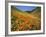 Goldfields and California Poppies, Tehachapi Mountains, California, USA-Charles Gurche-Framed Photographic Print