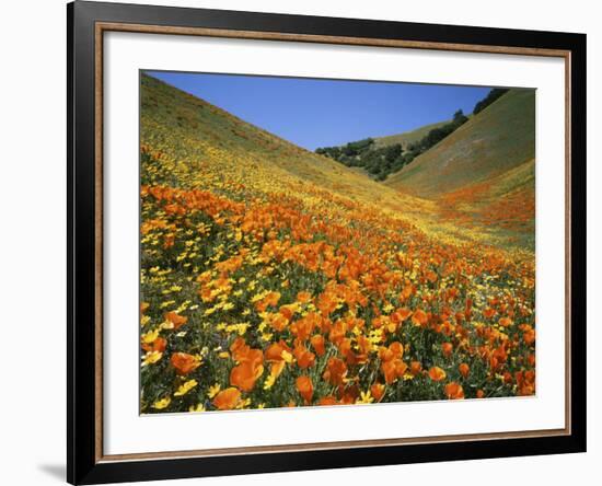 Goldfields and California Poppies, Tehachapi Mountains, California, USA-Charles Gurche-Framed Photographic Print