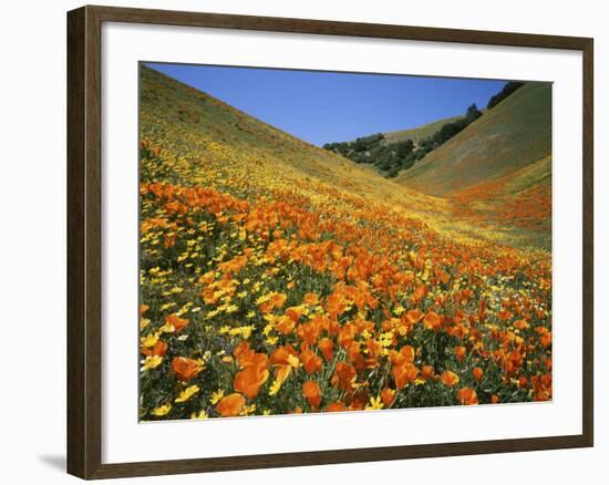 Goldfields and California Poppies, Tehachapi Mountains, California, USA-Charles Gurche-Framed Photographic Print