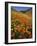 Goldfields and California Poppies, Tehachapi Mountains, California, USA-Charles Gurche-Framed Photographic Print