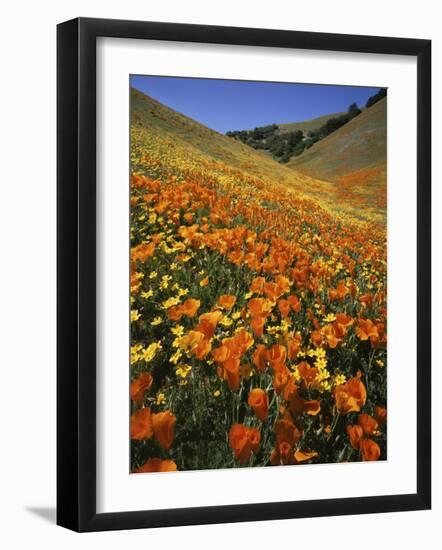 Goldfields and California Poppies, Tehachapi Mountains, California, USA-Charles Gurche-Framed Photographic Print