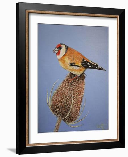 Goldfinch, 2016-Pat Scott-Framed Giclee Print