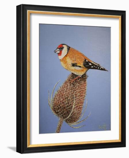 Goldfinch, 2016-Pat Scott-Framed Giclee Print