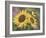 Goldfinch and Sunflowers-William Vanderdasson-Framed Giclee Print