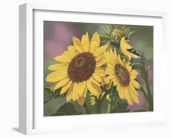 Goldfinch and Sunflowers-William Vanderdasson-Framed Giclee Print