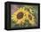 Goldfinch and Sunflowers-William Vanderdasson-Framed Premier Image Canvas