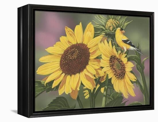 Goldfinch and Sunflowers-William Vanderdasson-Framed Premier Image Canvas