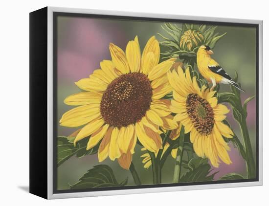 Goldfinch and Sunflowers-William Vanderdasson-Framed Premier Image Canvas