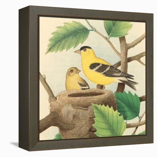 Goldfinch and Warbler A-John Gould-Framed Stretched Canvas