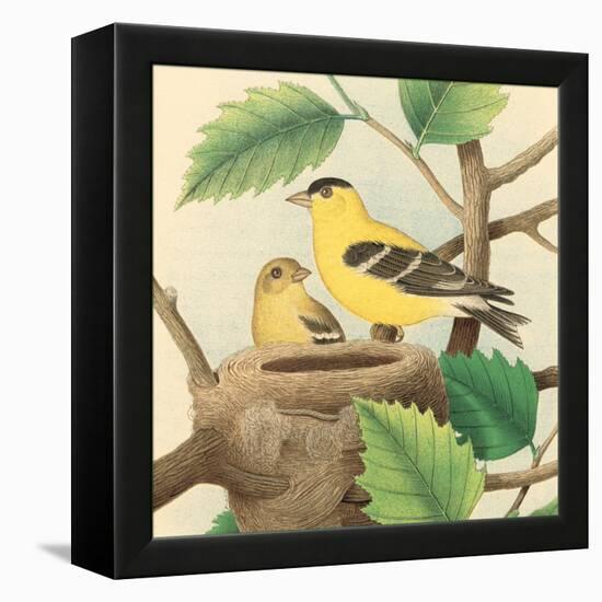 Goldfinch and Warbler A-John Gould-Framed Stretched Canvas