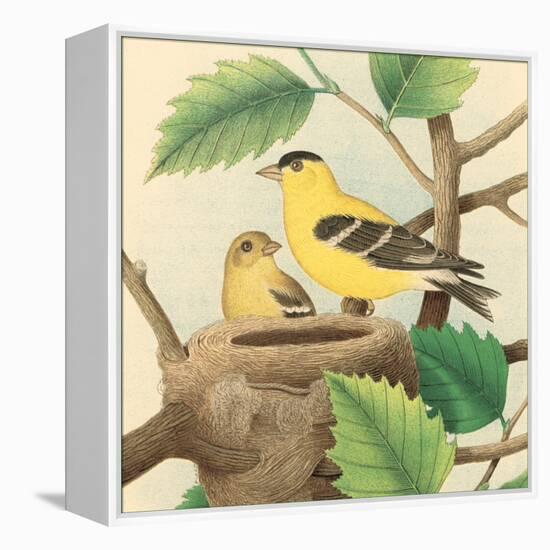 Goldfinch and Warbler A-John Gould-Framed Stretched Canvas