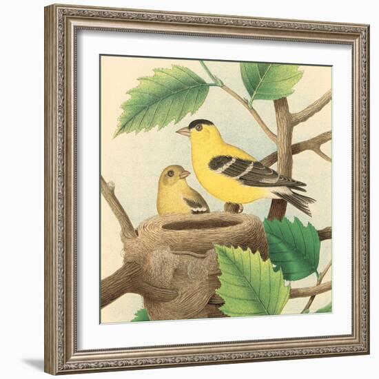 Goldfinch and Warbler A-John Gould-Framed Art Print