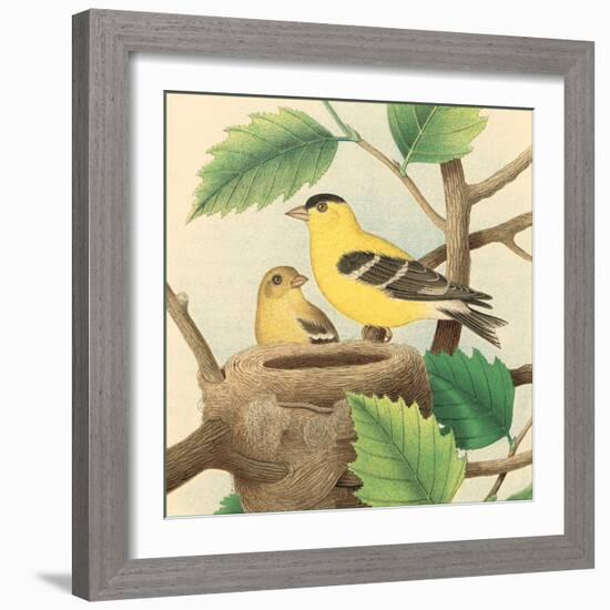 Goldfinch and Warbler A-John Gould-Framed Art Print