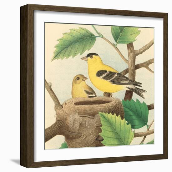 Goldfinch and Warbler A-John Gould-Framed Art Print